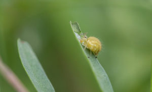 A tiny green hexapon standing on a leaf