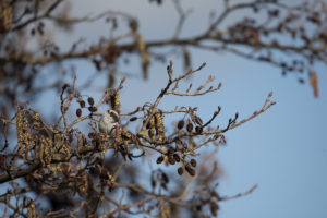 A small bird perched in an alder tree with catkins