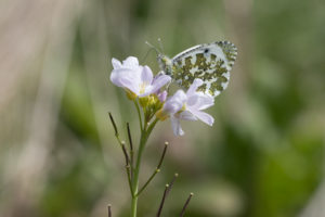 a green and white butterfly on a pale pink flower