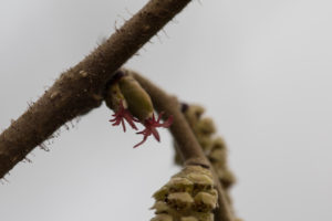 The pink styles of the female hazel flowers protruding from two buds on a branch.