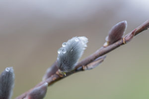 Furry willow flowers with water droplets.