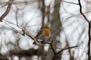 European robin singing in a tree