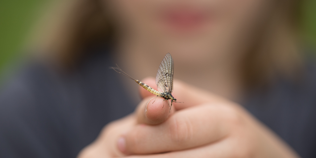 Insect with long tails being held on a child's finger