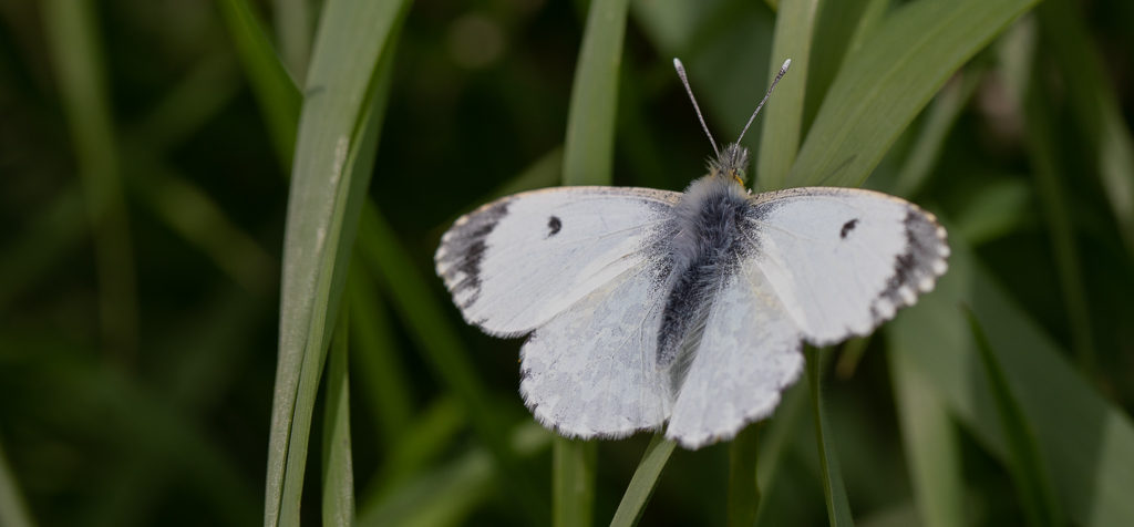 White butterfly with black markings resting on grass