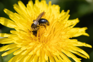 A small black and white bee with its head pressed into a bright yellow flower.