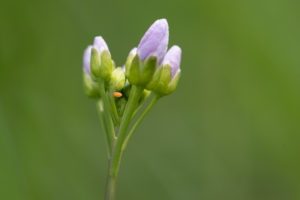 Orange butterfly egg on the stalk under a pale purple flower bud