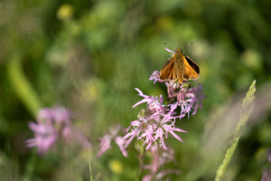small orange butterfly resting on pink flowers