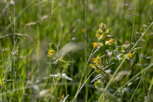 Yellow flowers with bladders at the base growing in amongst long grass