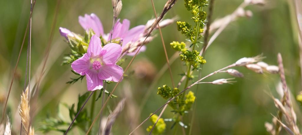 Large pink flower next to opening buds of yellow flower spike surrounded by long grass