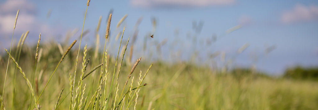 Beetle flying above long grass