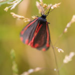 Black moth with red stripes and spots resting on a grass inflorescence