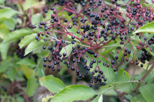 Small dark purple berries in a bunch on a shrub