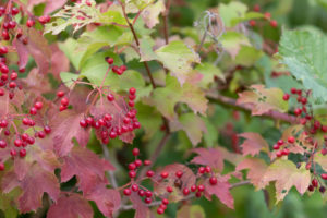 Translucent red berries with green and red leaves