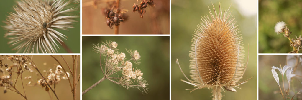 Collage of brown and white plant seedheads.