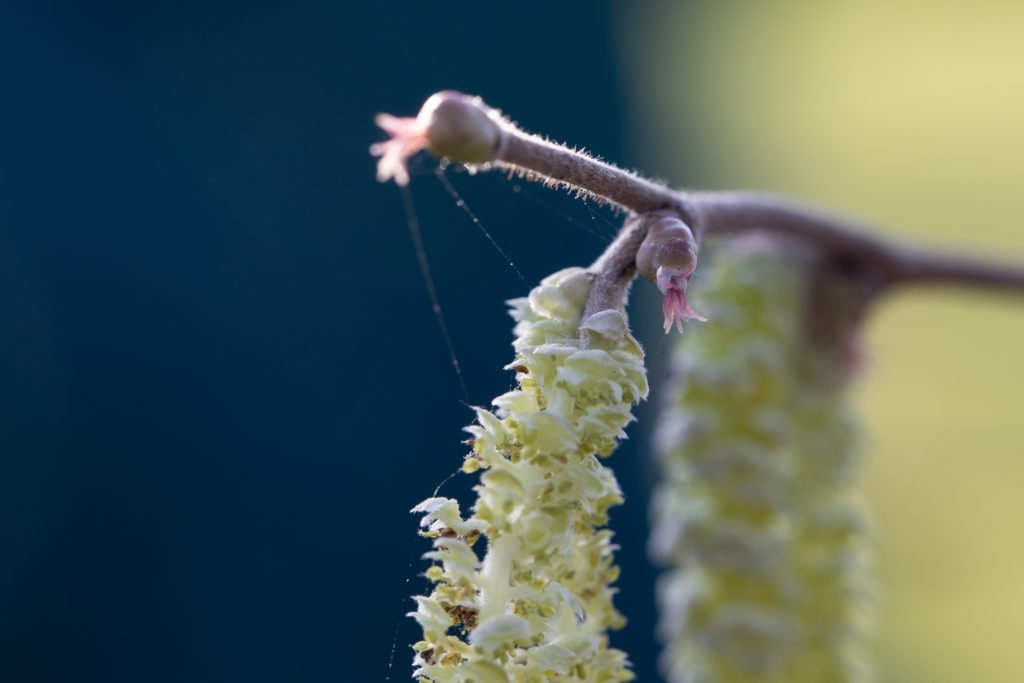 small pink female flowers and large green male catkins on a twig