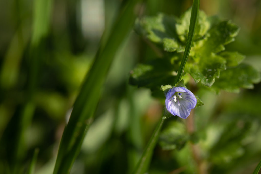 small pale blue flower under rich green leaves