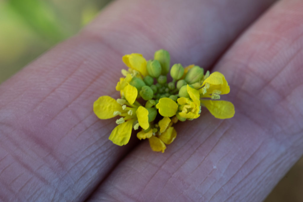 Bright yellow flowers held between two fingers