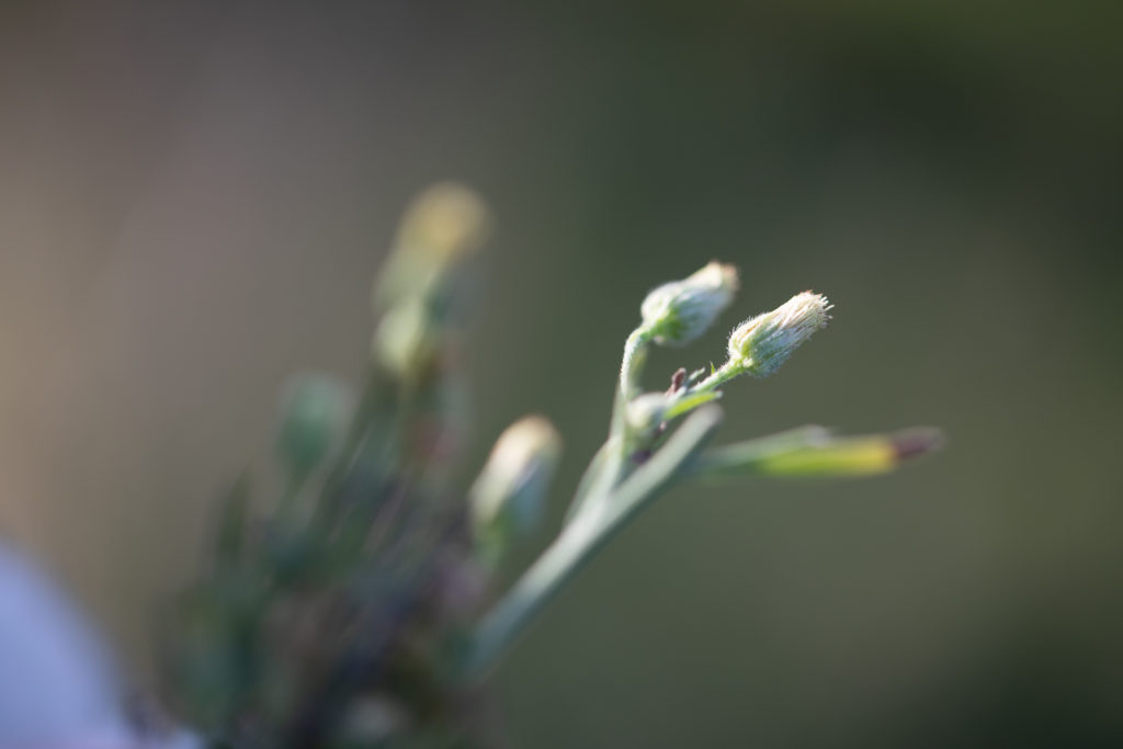 Small petalless flowers with greyish flowers