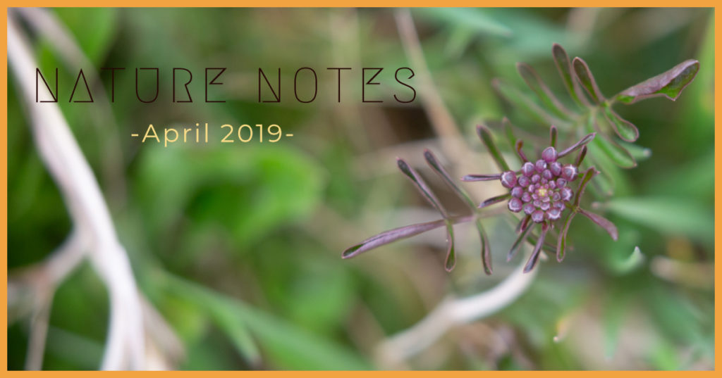 Dark purple buds and green leaves with the words NATURE NOTES, April 2019