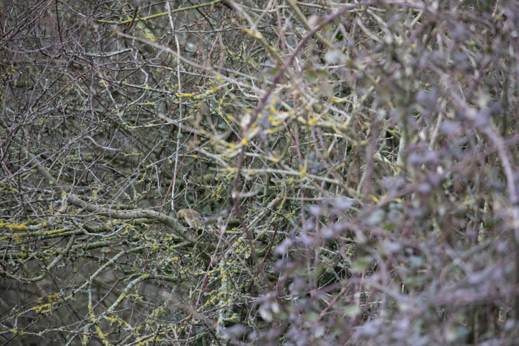 Green and brown bird lost in a tangle of bramble and lichen covered branches.