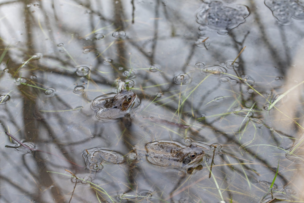 Two frogs floating in water and frogspawn just visible.