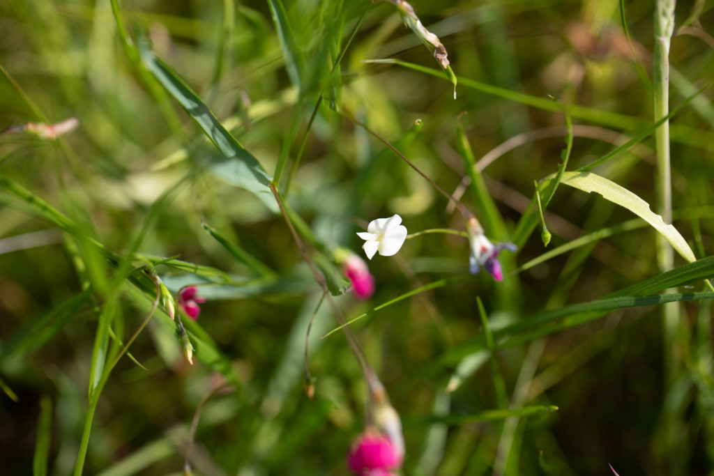 White, pink and blue flowers among grass.