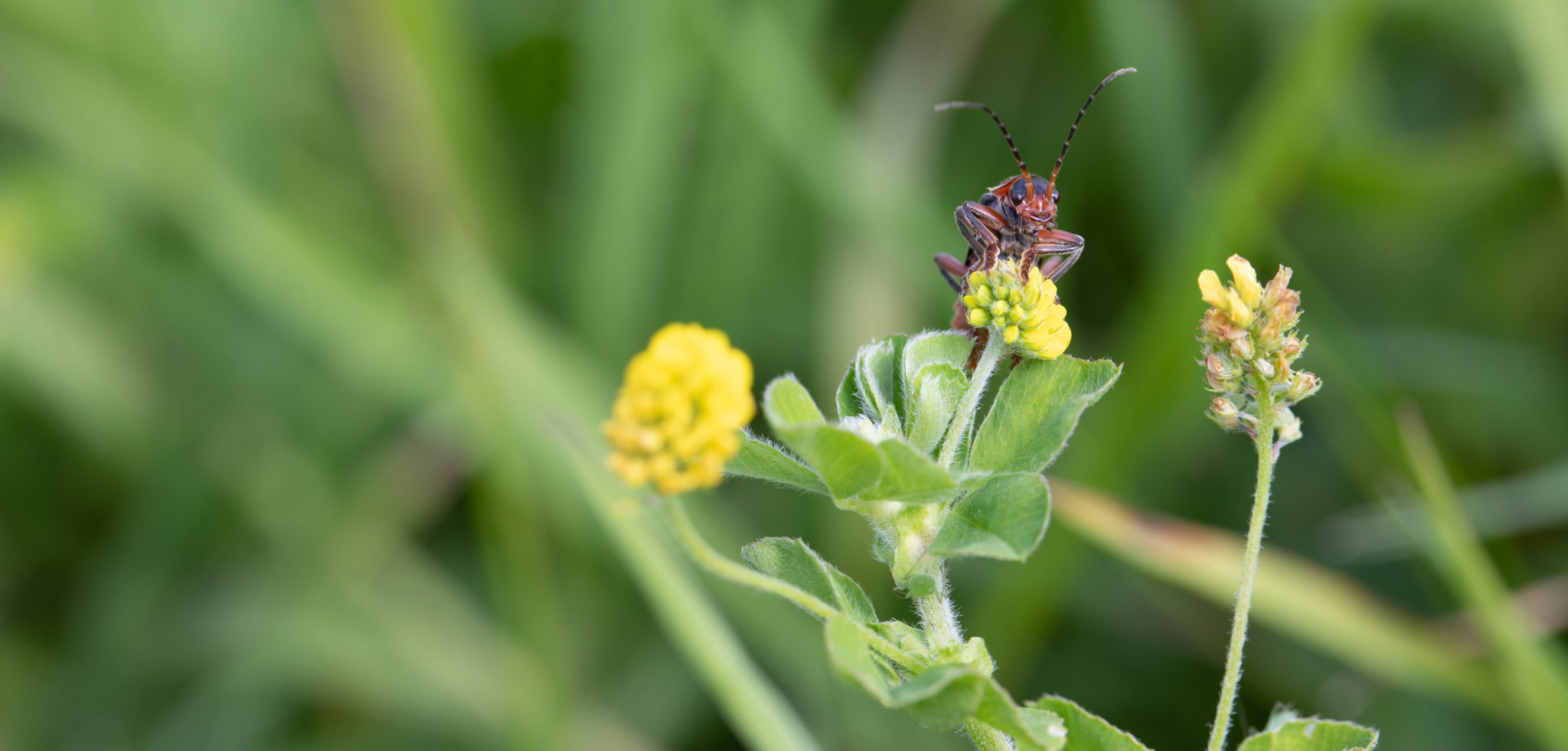 Red and black beetle on small yellow flower.