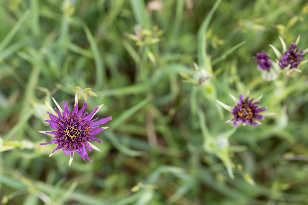 Purple flowers seen from above with grass underneath.