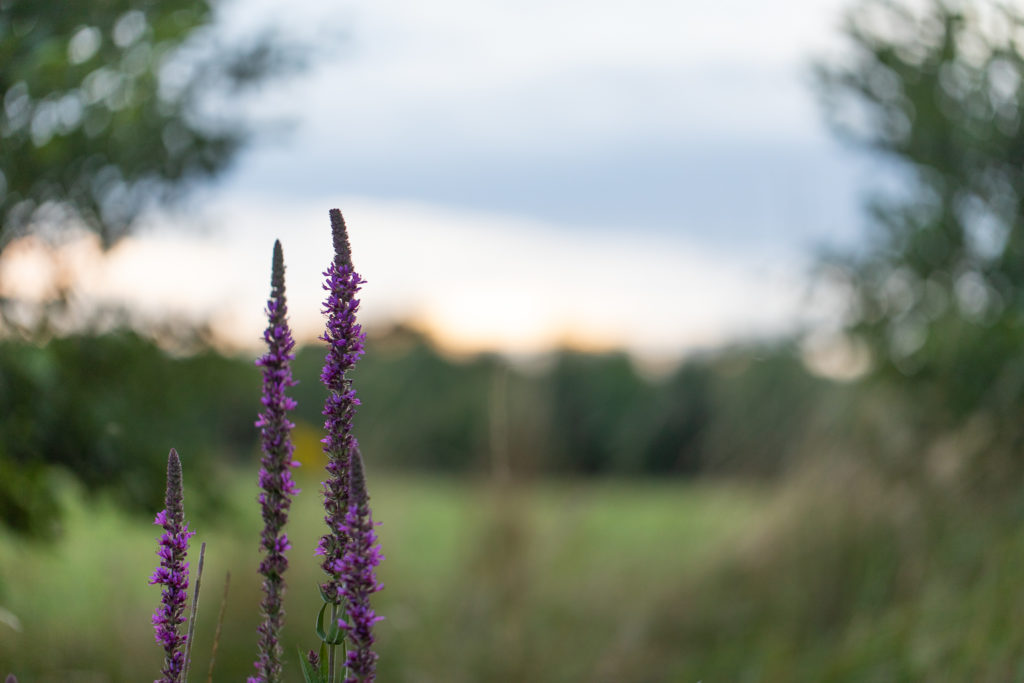 Spears of purple flowers in front of meadow and trees with the sun setting behind them.