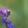 A fluffy male bee on a purple flower.