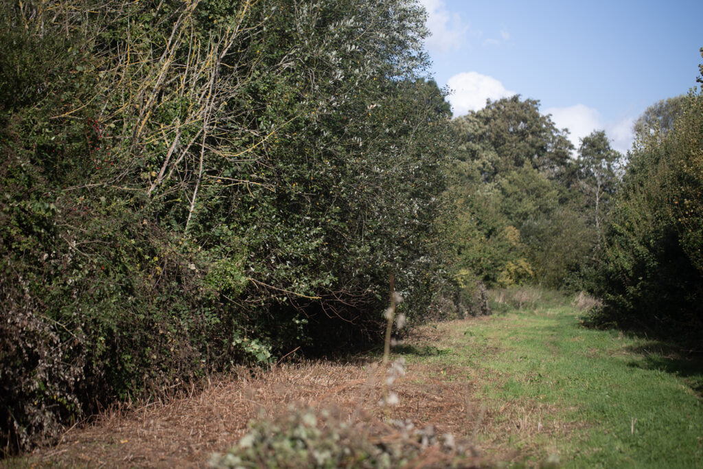 View of a hedge on the left, a cleared area of bramble stubble, a grassy path area and further trees on the right.