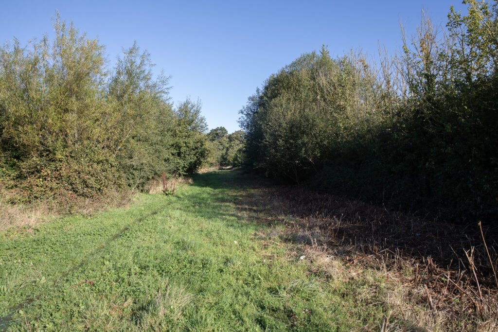 A hedge to the right, an area of bramble stumps, a grass area and a wooded area to the far left. The sky above is clear and blue.