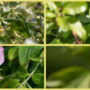 Collage of images of hedge plants in flower or with insects resting on them.