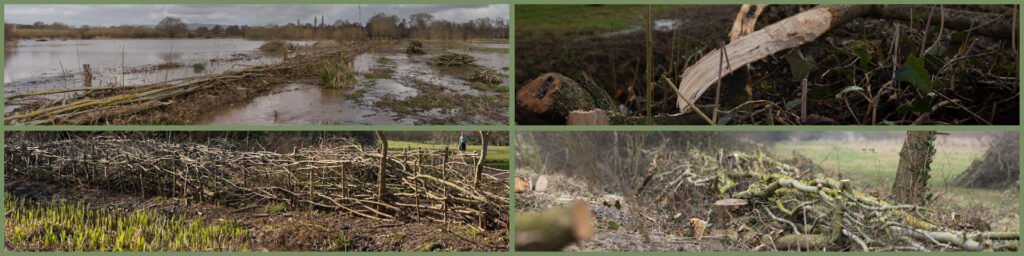 Collage of images of hedges in winter. The images contain mainly browns and greens. There is some flood water and lots of bare branches laid at an angle to make a hedge.