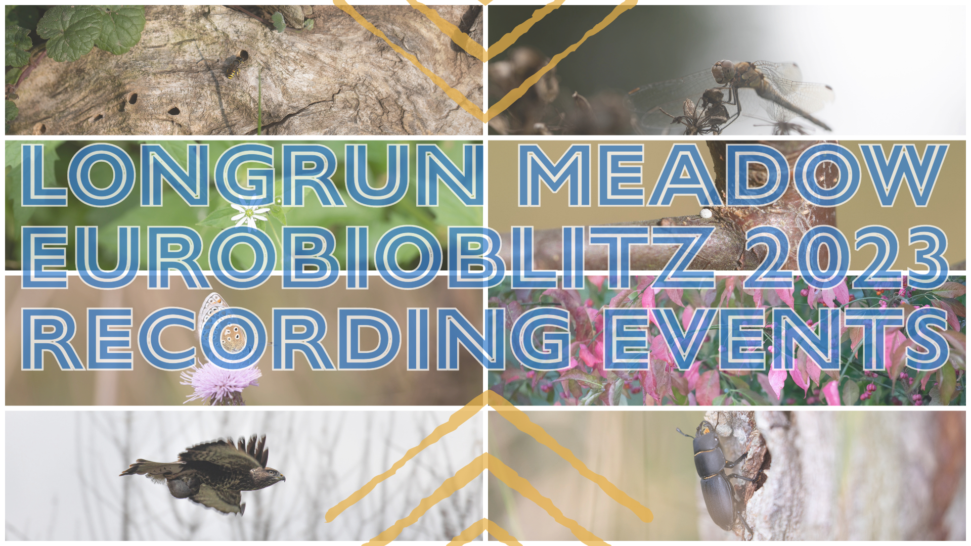 A collage of wildlife pictures with the words "Longrun Meadow EuroBioBlitz 2023 Recording Events" superimposed over the middle in blue.